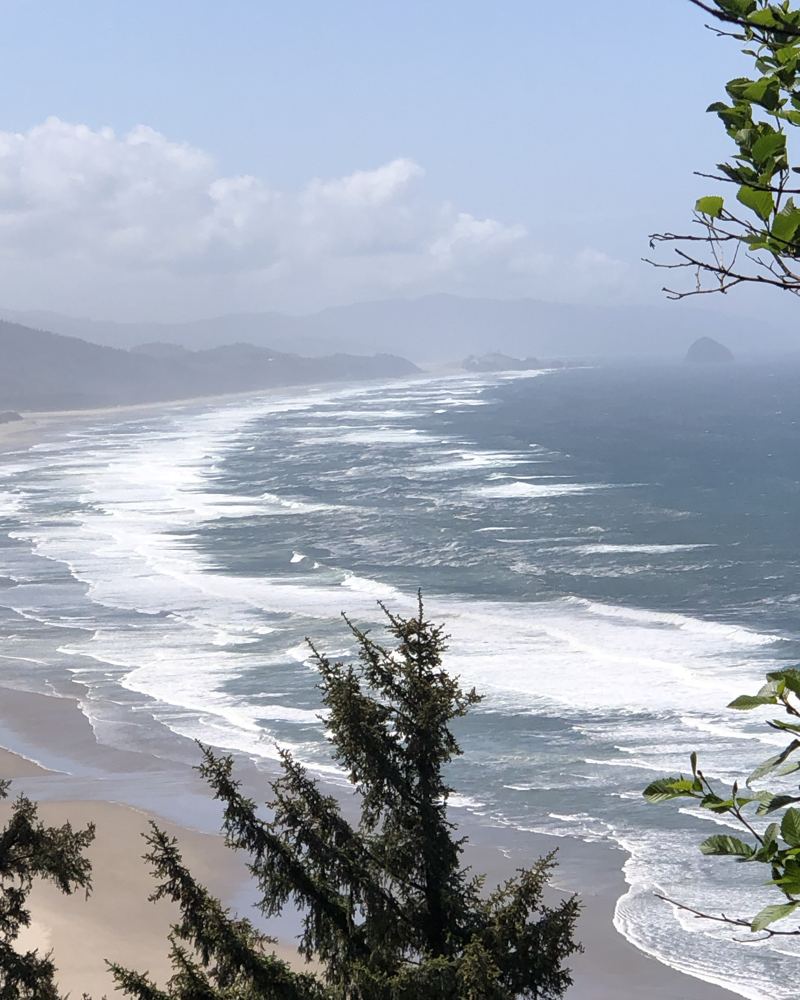Surf lines along the Pacific coast seen through pines
